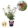 Terrasseplante – Japansk Løn – Acer palmatum 'Jerre Schwartz' – Mørkerød – 2 Planter – Løvfældende – Potte Ø19 cm Højde 70 cm