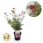 Terrasseplante – Japansk Løn – Acer palmatum 'Jerre Schwartz' – Mørkerød – 2 Planter – Løvfældende – Potte Ø19 cm Højde 70 cm