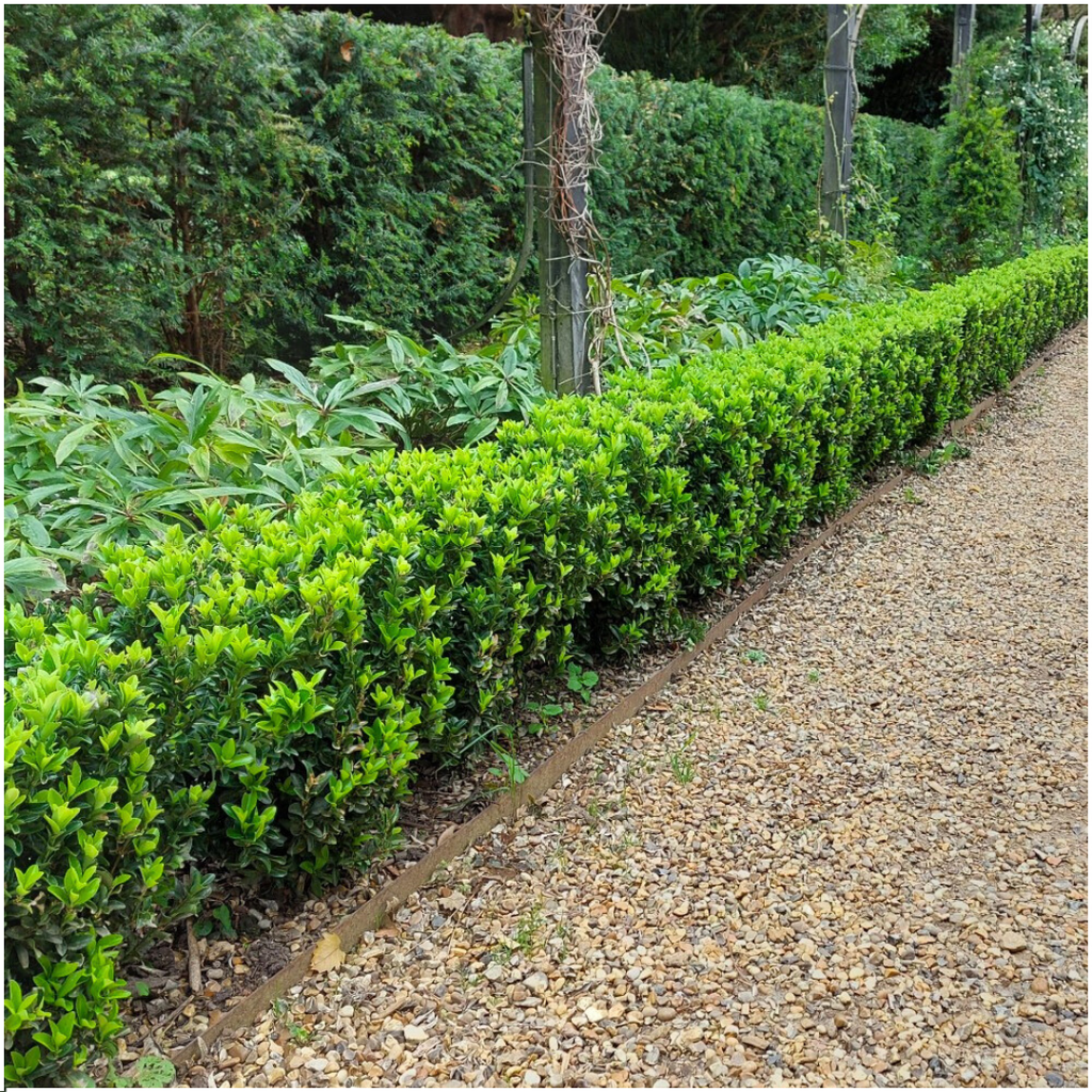 2 x 6 pack Euonymus 'Green Spire' - Ø 7 cm - ↨ 15 cm
