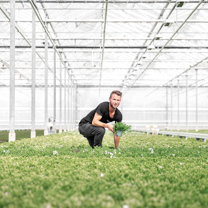 Campanula Addenda - Klokkeblomst hvid potte størrelse 12cm - 2m2 bunddække - 12 stk - Ambella hvid - haveplanter - vinterhårdfør