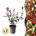 Hækplanter – Photinia fraseri 'Carré Rouge' – Grønne Blade – 8 Planter – 1 Meter Lang Hæk – Stedsegrøn – Potte 9cm Højde 30-35cm
