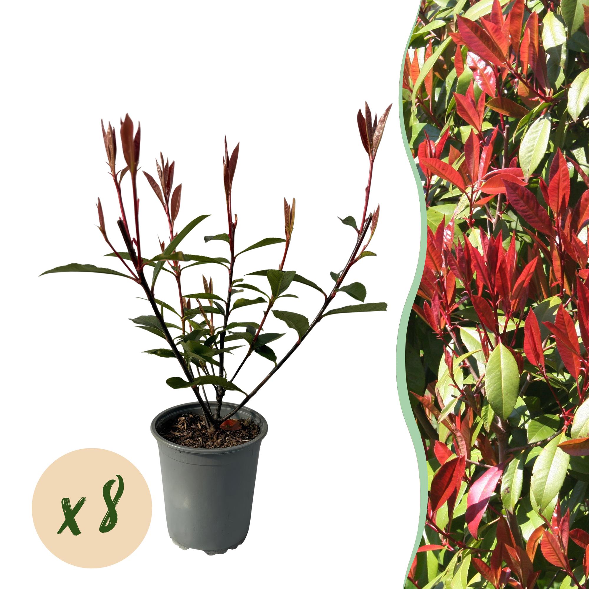 Hækplanter – Photinia fraseri 'Carré Rouge' – Grønne Blade – 8 Planter – 1 Meter Lang Hæk – Stedsegrøn – Potte 9cm Højde 30-35cm