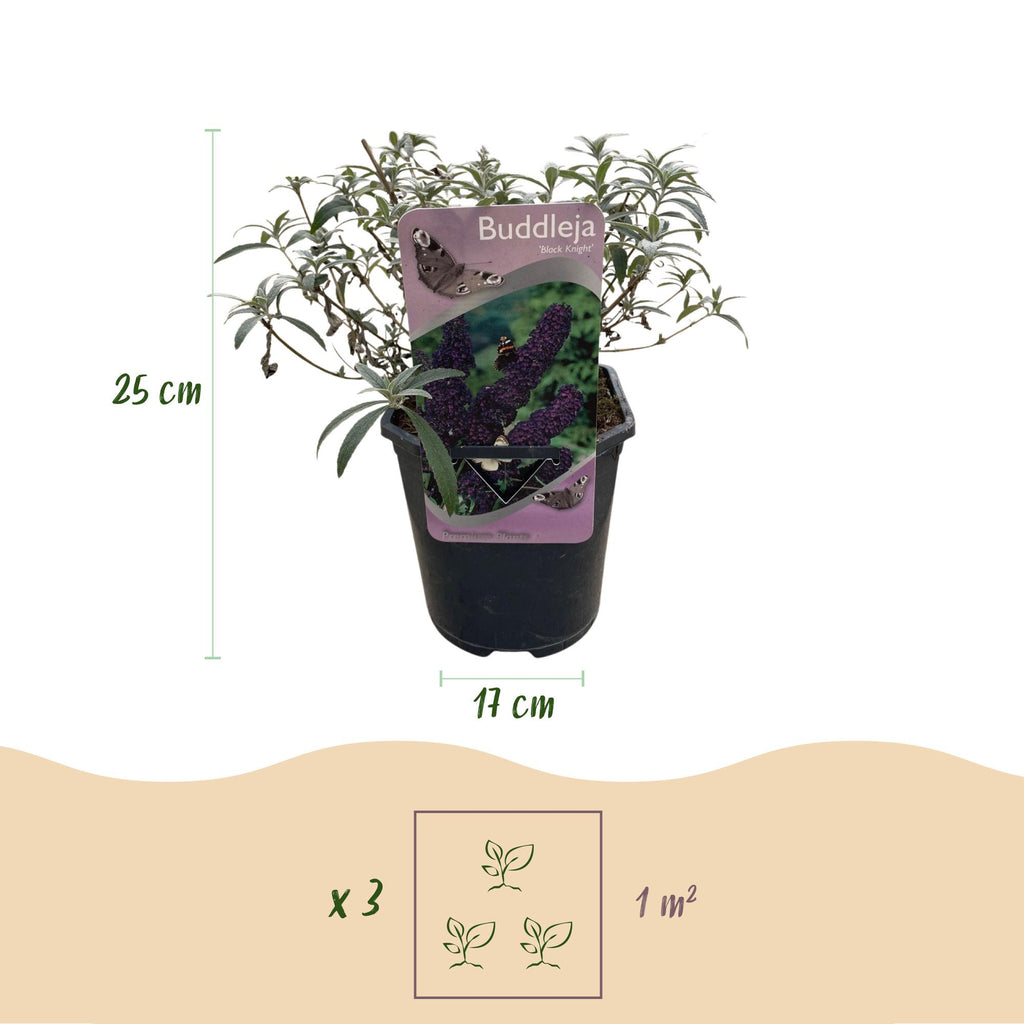 Fjärilsbuske - Buddleja davidii Black Night - Lila blommor - 1 planta - Lövfällande - Fjärilslockande - Kruka 17 cm Höjd 25 cm