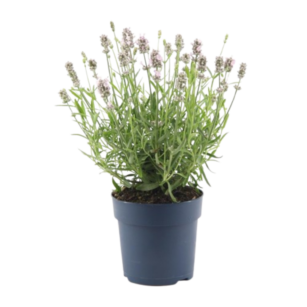 6x Lavandula angustifolia Felice® - 12 cm potte - Sæt med 6 lavendelplanter
