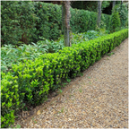 1x 6 pack Euonymus 'Green Spire' -  Ø 7 cm - ↨ 15 cm