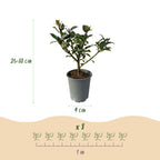 Ilex Blue Maid – 8 stk. stedsegrønne hækplanter – Dækker 1 meter – Højde 25-30 cm – Pot Ø9 cm
