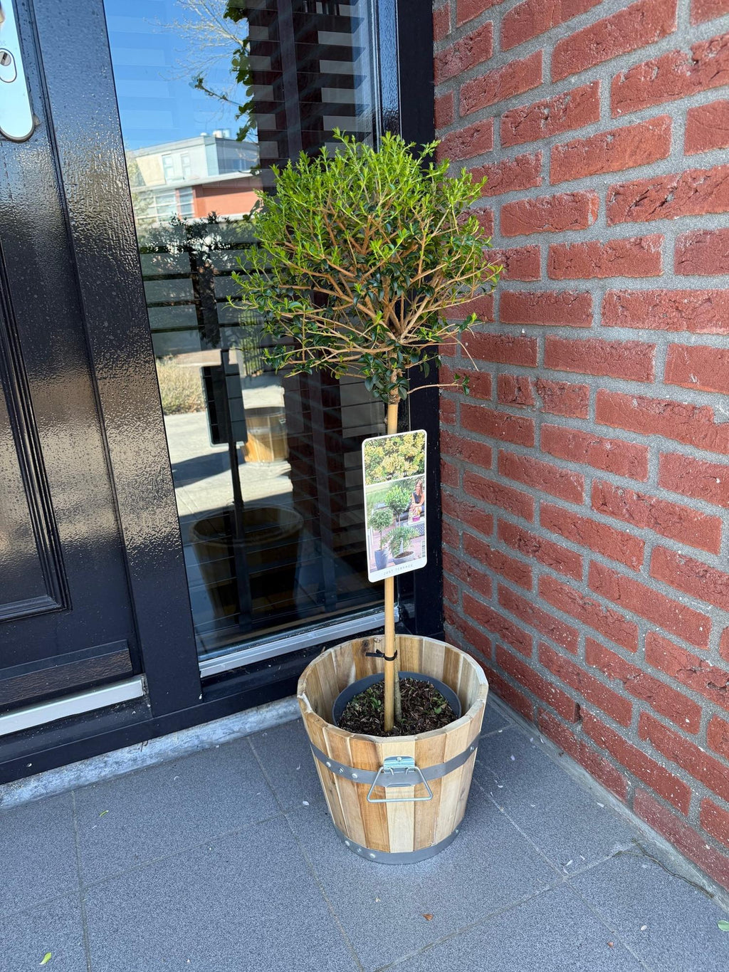 Haveplante – Ligustrum delavayanum – Stammeplante – Terrasseplante – Stedsegrøn – Nem Pleje – Potte Ø19 cm Højde 90 cm