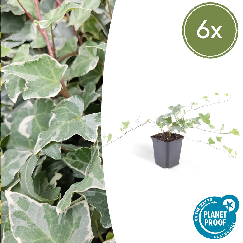 Hedera helix 'Glacier' 6x - ↕10-25cm - Ø9cm