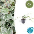 Hedera helix 'Glacier' 6x - ↕10-25cm - Ø9cm