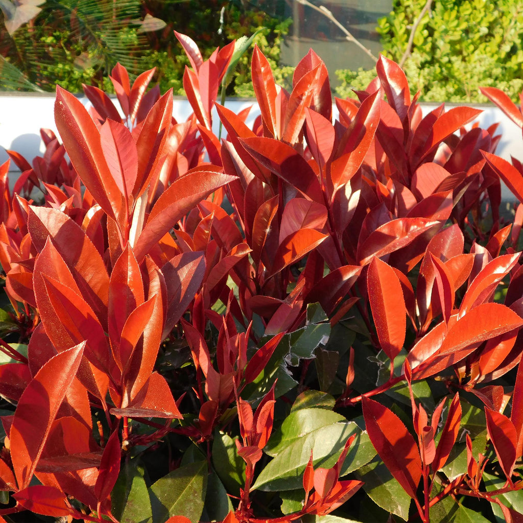 Photinia fraseri 'Red Robin' – 8 stk. stedsegrønne hækplanter med røde og grønne blade – Dækker 1 meter – Højde 30-35 cm – Pot Ø9 cm