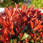 Photinia fraseri 'Red Robin' – 8 stk. stedsegrønne hækplanter med røde og grønne blade – Dækker 1 meter – Højde 30-35 cm – Pot Ø9 cm