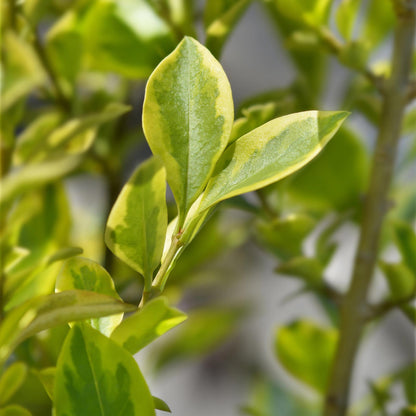 Ligustrum ovalifolium 'Aureum' – 8 stk. stedsegrønne hækplanter med gule og grønne blade – Dækker 1 meter – Højde 35-40 cm – Pot Ø9 cm