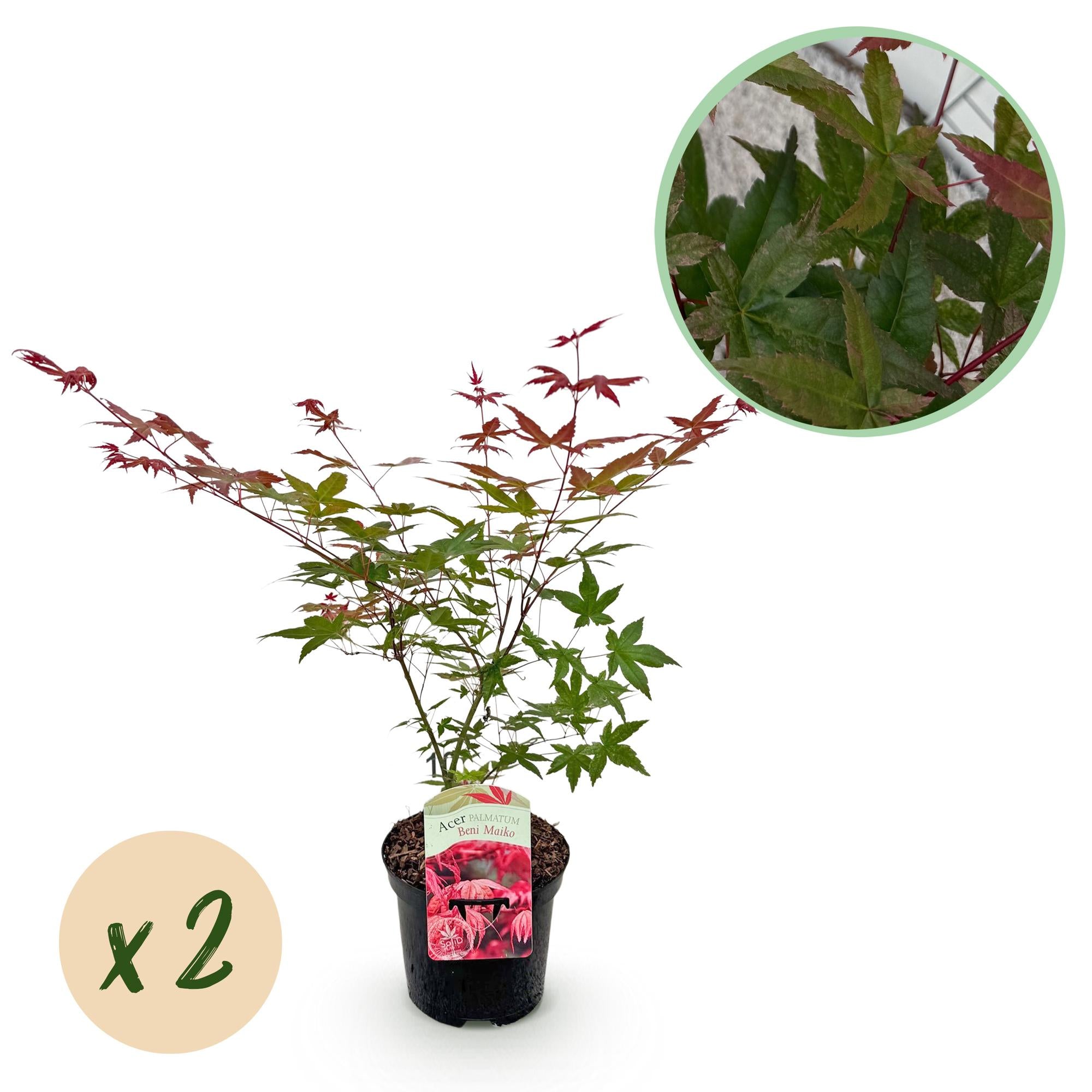 Terrasseplante – Japansk Løn – Acer palmatum 'Beni Maiko' – Rød – 2 Planter – Bladfaldende – Potte Ø19 cm Højde 70 cm