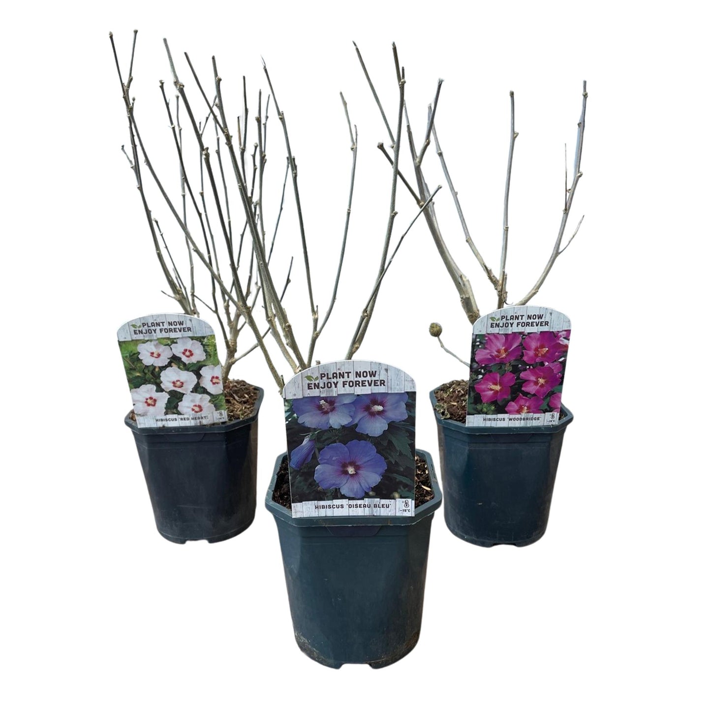 Hibiscus syriacus 'Tricolour' – 3 stk. løvfældende buske med blomster i pink, hvid og blå – Lav vedligeholdelse – Pot Ø17 cm – Højde 45 cm