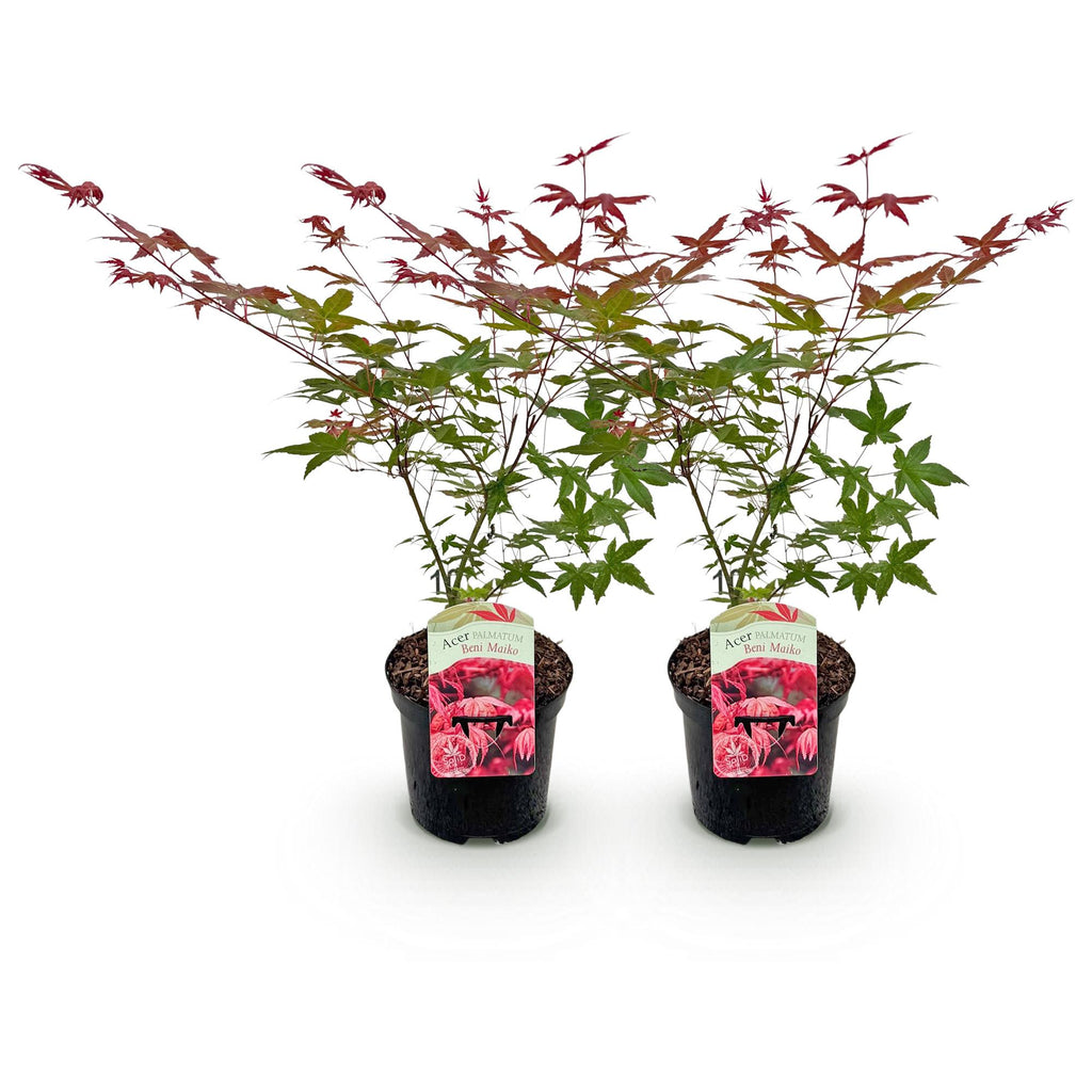 Terrasseplante – Japansk Løn – Acer palmatum 'Beni Maiko' – Rød – 2 Planter – Bladfaldende – Potte Ø19 cm Højde 70 cm