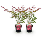 Terrasseplante – Japansk Løn – Acer palmatum 'Beni Maiko' – Rød – 2 Planter – Bladfaldende – Potte Ø19 cm Højde 70 cm