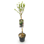 Tuinplante - Hibiscus Syriacus White Chiffon® - Plante På Stamme - Terrasseplante - Løvfældende - Let Vedligehold - Potte 19cm - Højde 90cm