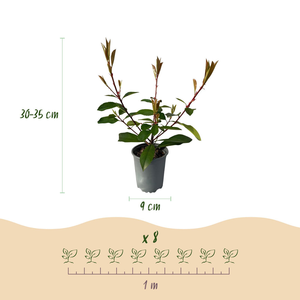 Photinia fraseri 'Red Robin' – 8 stk. stedsegrønne hækplanter med røde og grønne blade – Dækker 1 meter – Højde 30-35 cm – Pot Ø9 cm