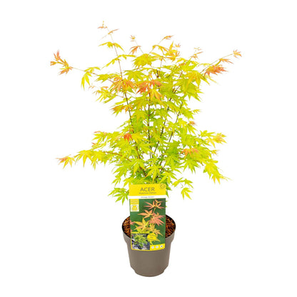 Acer palmatum Orange Dream - Ø19cm - ↕50cm