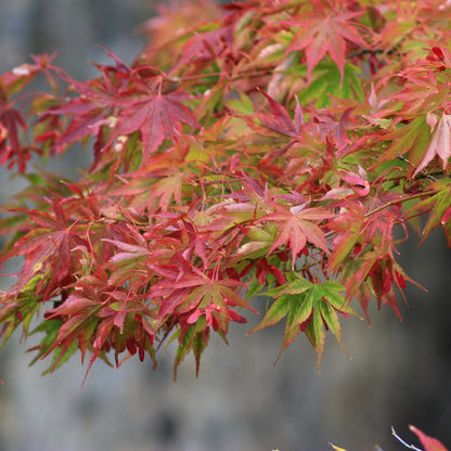 Uteplatsväxt – Japansk lönn – Acer palmatum 'Beni Maiko' – Röd – 2 plantor – Lövfällande – Kruka Ø19 cm Höjd 70 cm