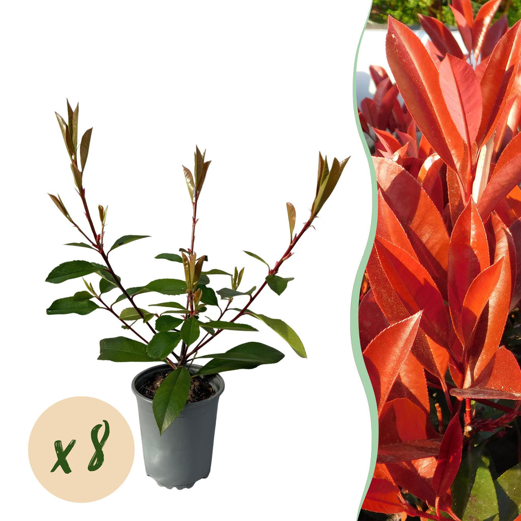 Photinia fraseri 'Red Robin' – 8 stk. stedsegrønne hækplanter med røde og grønne blade – Dækker 1 meter – Højde 30-35 cm – Pot Ø9 cm