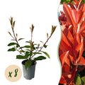 Photinia fraseri 'Red Robin' – 8 stk. stedsegrønne hækplanter med røde og grønne blade – Dækker 1 meter – Højde 30-35 cm – Pot Ø9 cm