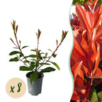 Photinia fraseri 'Red Robin' – 8 stk. stedsegrønne hækplanter med røde og grønne blade – Dækker 1 meter – Højde 30-35 cm – Pot Ø9 cm