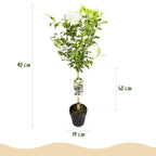 Tuinplante - Hibiscus Syriacus White Chiffon® - Plante På Stamme - Terrasseplante - Løvfældende - Let Vedligehold - Potte 19cm - Højde 90cm