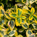 Euonymus fortunei 'Emerald n Gold' – Stammeplante – Bladbevaret Terrasseplante – Pot 19 cm – Højde 90 cm