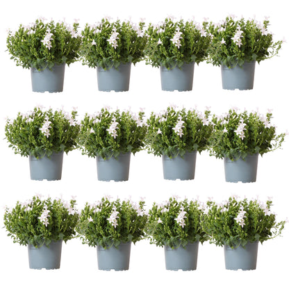 Campanula Addenda - Klokkeblomst hvid potte størrelse 12cm - 2m2 bunddække - 12 stk - Ambella hvid - haveplanter - vinterhårdfør