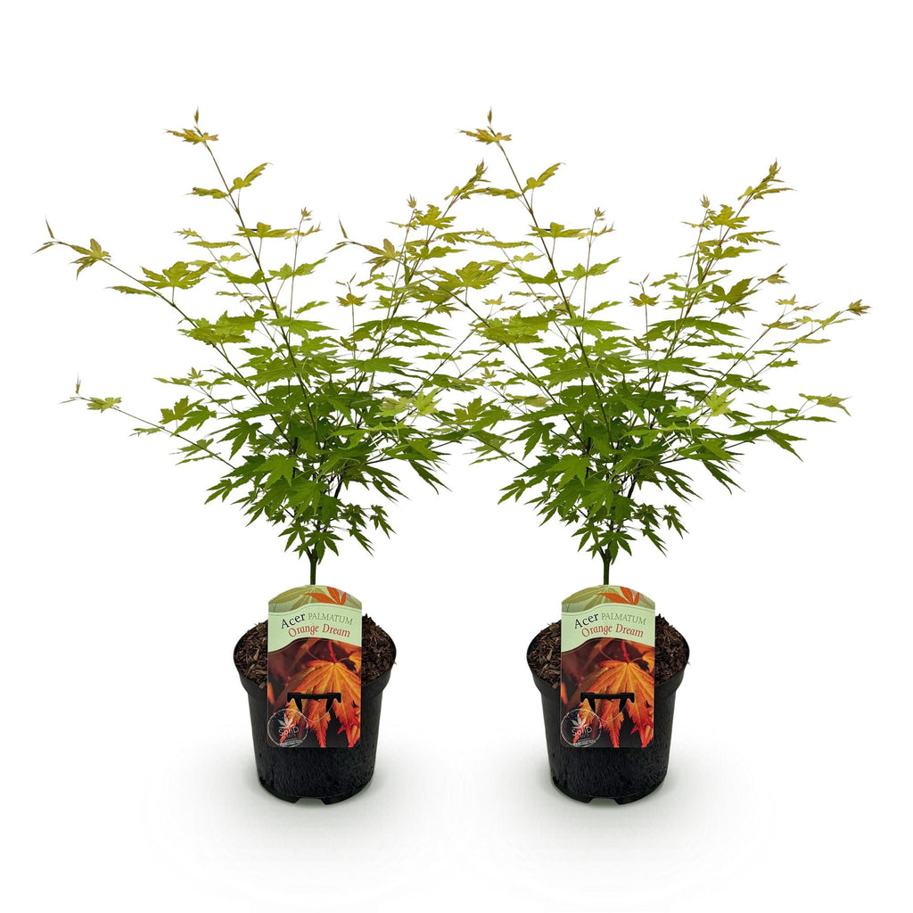 Terrasseplante – Japansk Løn – Acer palmatum 'Orange Dream' – Orange – 2 Planter – Bladfaldende – Potte Ø19 cm Højde 70 cm