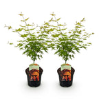 Terrasseplante – Japansk Løn – Acer palmatum 'Orange Dream' – Orange – 2 Planter – Bladfaldende – Potte Ø19 cm Højde 70 cm