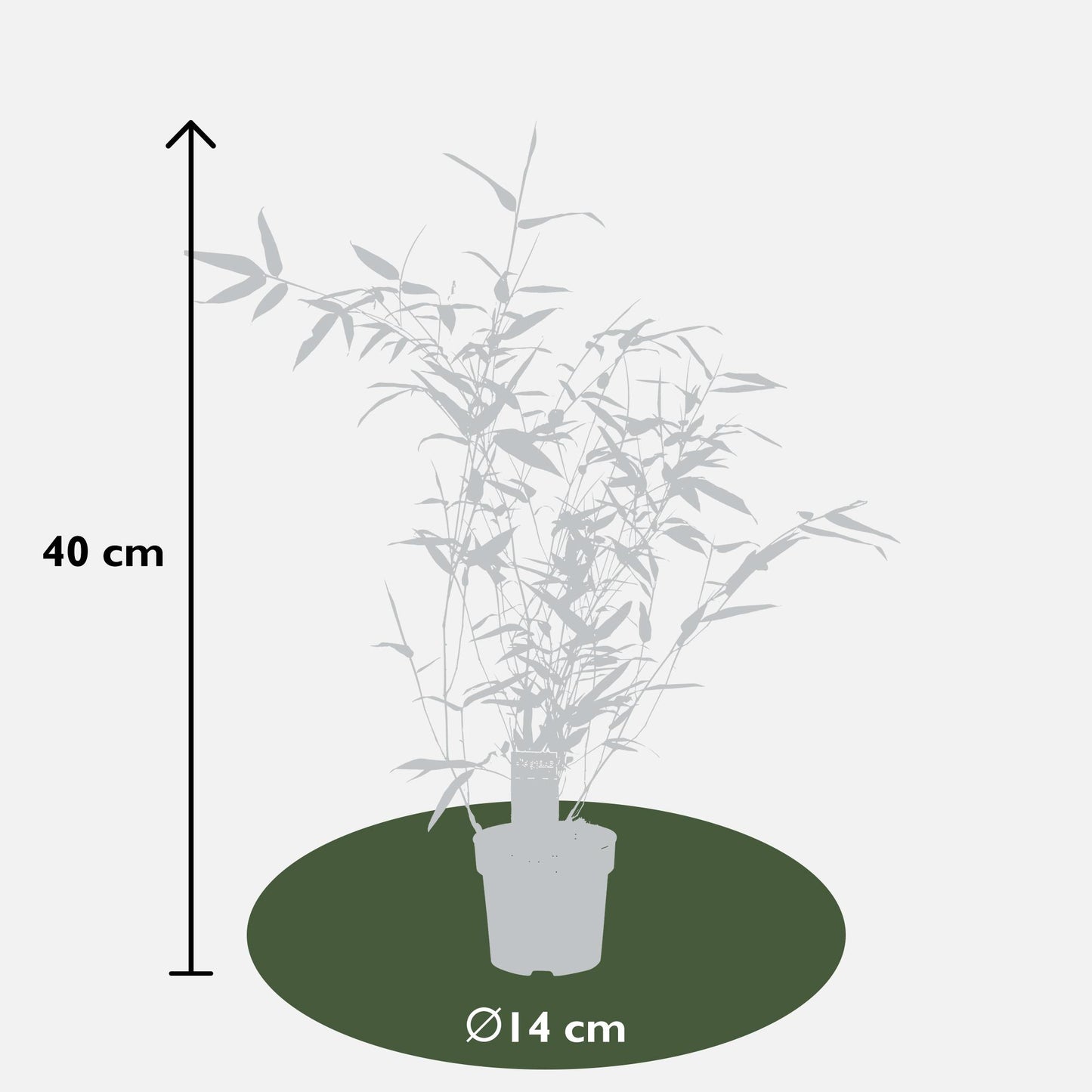 Phyllostachys 'Bissetii' - Green stem bamboo - Ø14cm - ↕40cm