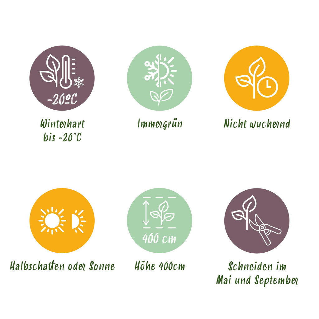 Buxus sempervirens – 8 stk. stedsegrønne hækplanter – Dækker 1 meter – Højde 20-25 cm – Pot Ø9 cm