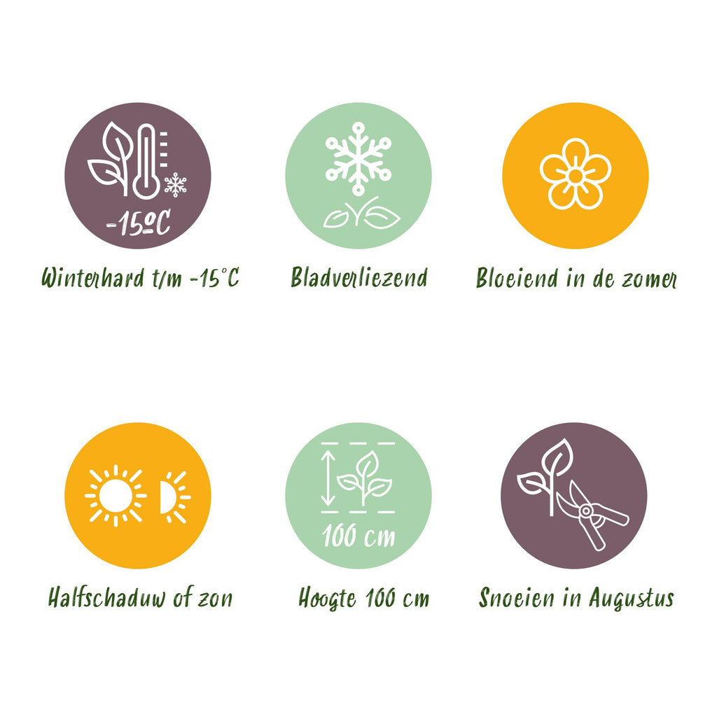 Terrasseplante – Hortensia – Hydrangea 'Magical Jewel Pink' – Lyserød – 6-10 Blomster – 2 Planter – Potte Ø23 cm Højde 55 cm