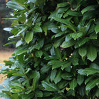 Prunus laurocerasus 'Novita' – 6 stk. stedsegrønne hækplanter – Dækker 1 meter – Højde 50 cm – Pot Ø17 cm