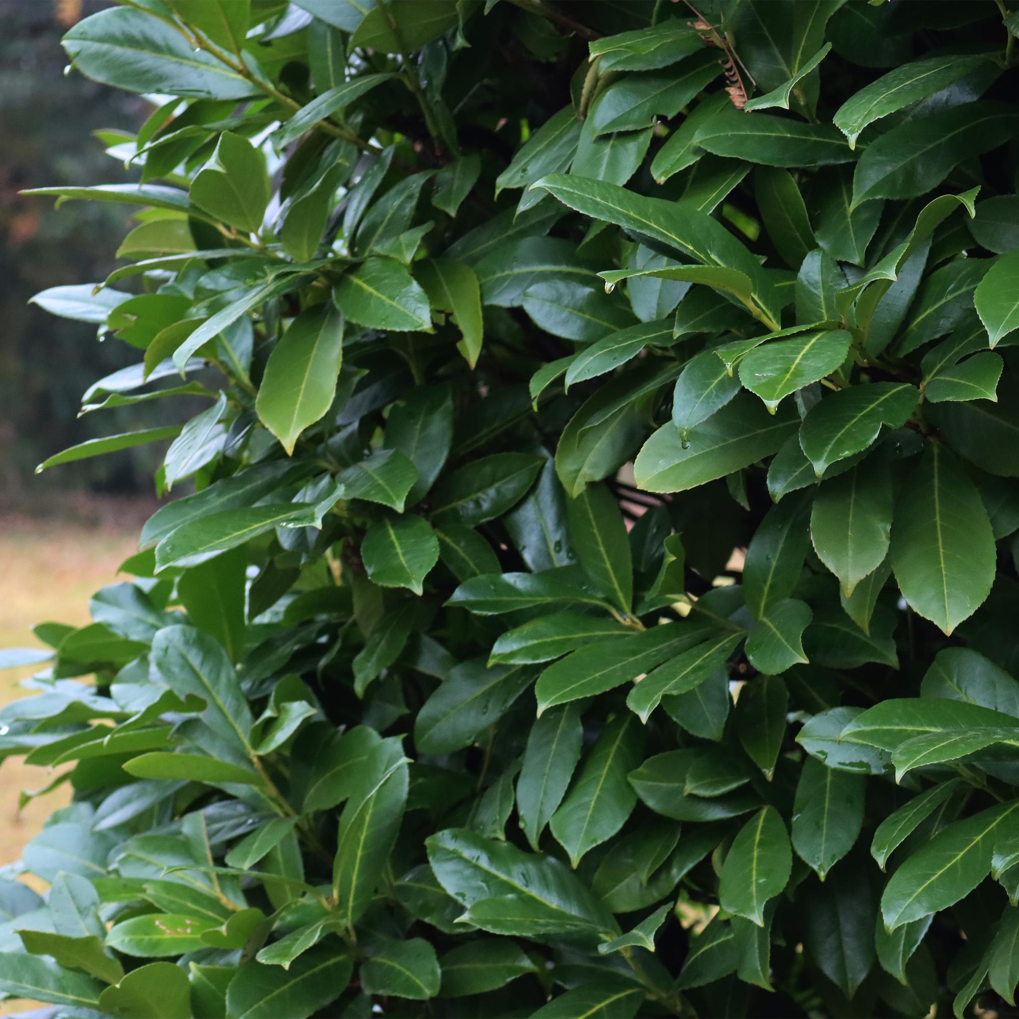 Prunus laurocerasus 'Novita' – 6 stk. stedsegrønne hækplanter – Dækker 1 meter – Højde 50 cm – Pot Ø17 cm