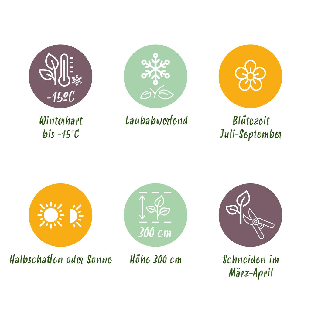 Hibiscus syriacus 'Tricolour' – 3 stk. løvfældende buske med blomster i pink, hvid og blå – Lav vedligeholdelse – Pot Ø17 cm – Højde 45 cm