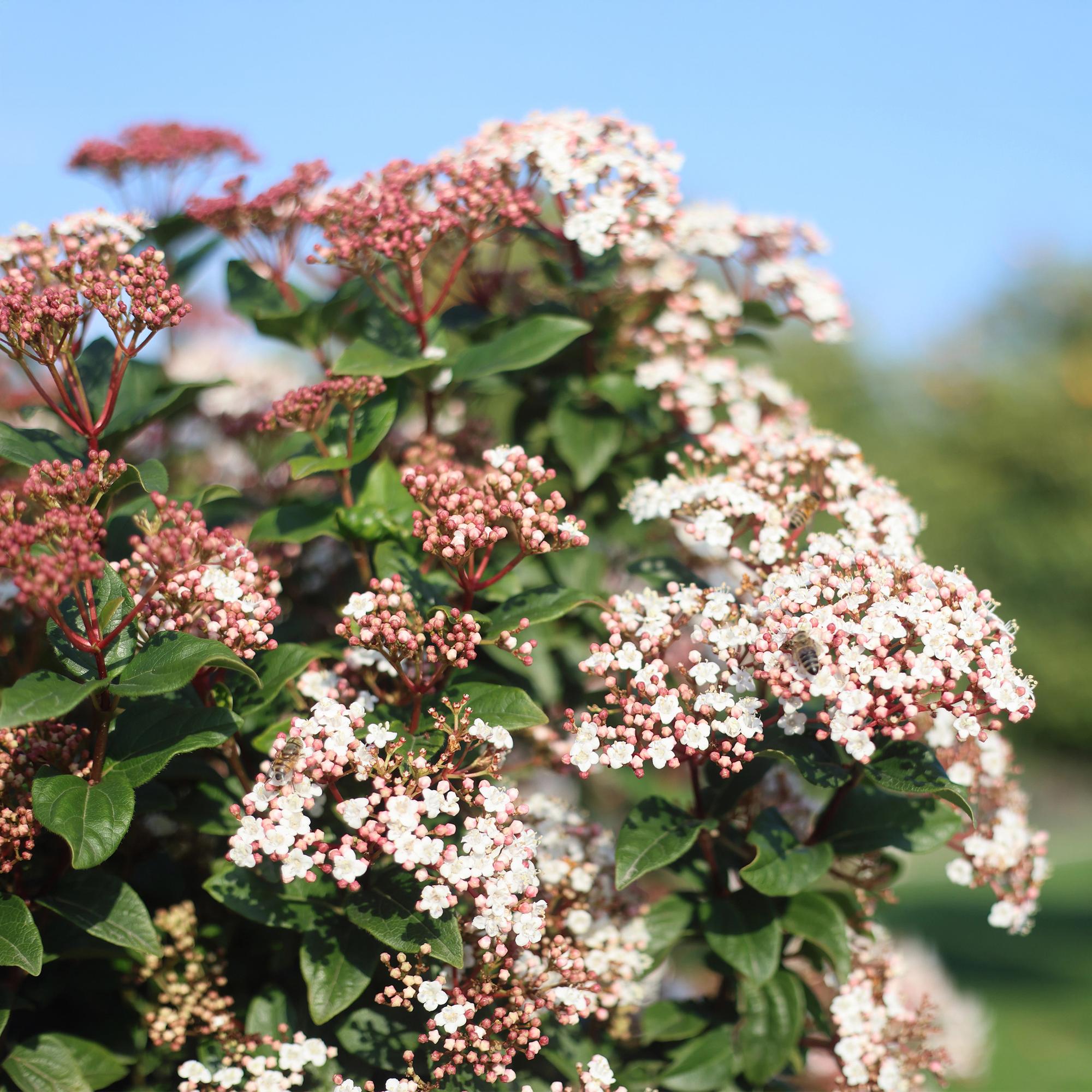 Tuinplante - Viburnum Tinus - Plante På Stamme - Terrasseplante - Vintergrøn - Let Vedligehold - Potte 19cm - Højde 90cm