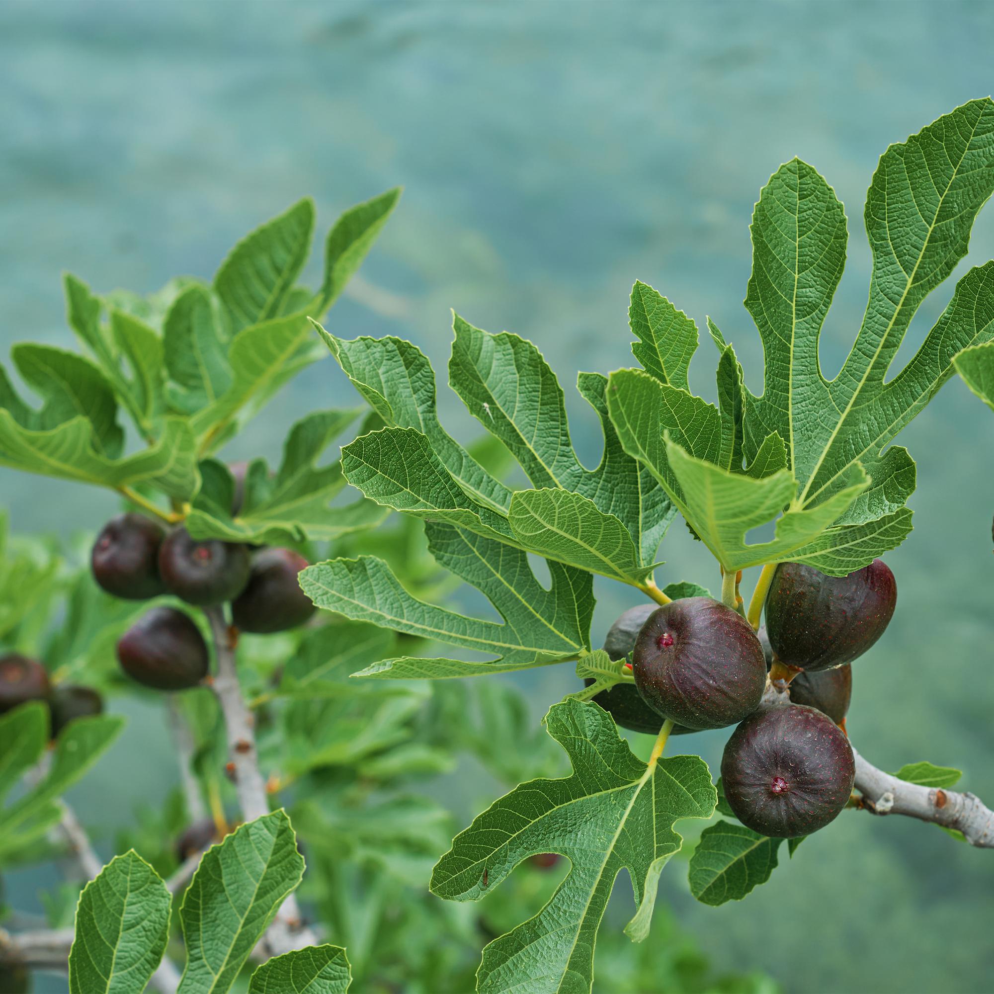Ficus Carica Brown Turkey - Plante På Stamme - Terrasseplante - Løvfældende - Let Vedligehold - Potte 19cm - Højde 90cm