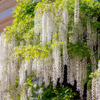 Blue Rain - Wisteria floribunda Alba - Blomst Hvid - 1 plante - Potte 11cm Højde 40cm