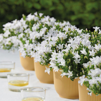 Campanula Addenda - Klokkeblomst hvid potte størrelse 12cm - 2m2 bunddække - 12 stk - Ambella hvid - haveplanter - vinterhårdfør