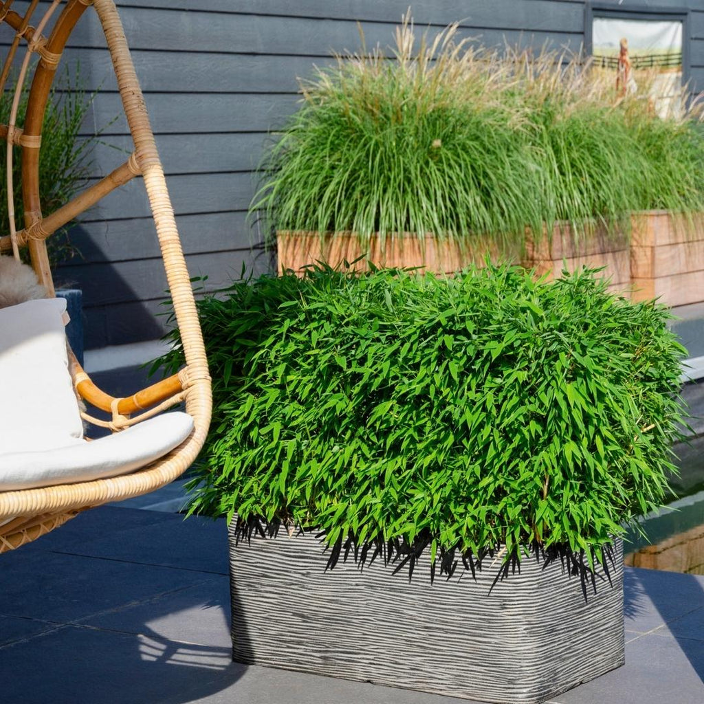 Fargesia moontears 'Boobux XL - Ø 29 cm - ↨ 70 cm