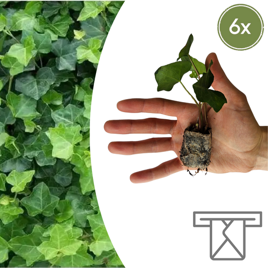 Hedera – 6 planter i potter | Hurtigvoksende grøn bunddække