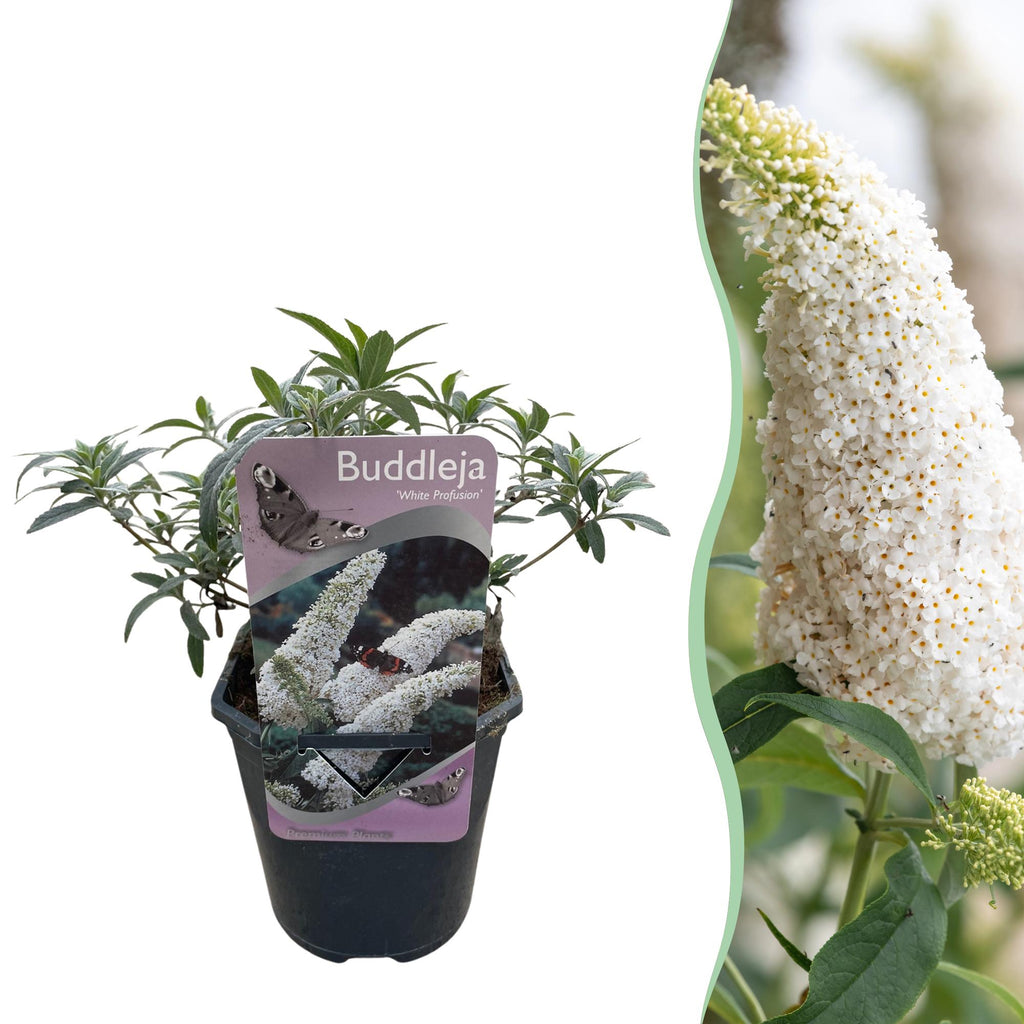 Fjärilsbuske - Buddleja davidii Vit överflöd - Blommor vita - 1 planta - Lövfällande - Fjärilslockande - Kruka 17 cm Höjd 25 cm