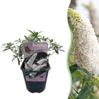 Fjärilsbuske - Buddleja davidii Vit överflöd - Blommor vita - 1 planta - Lövfällande - Fjärilslockande - Kruka 17 cm Höjd 25 cm