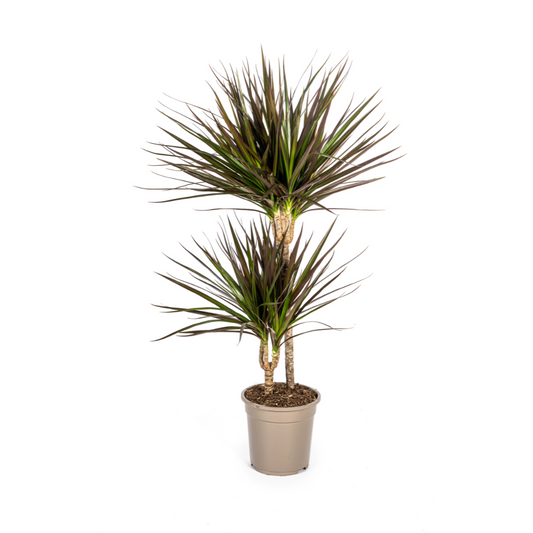 Dracaena Marginata Magenta – Ø19 cm – Height 70-90 cm