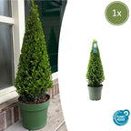 1x Ilex pyramide 55 cm høj | Ø 21 cm