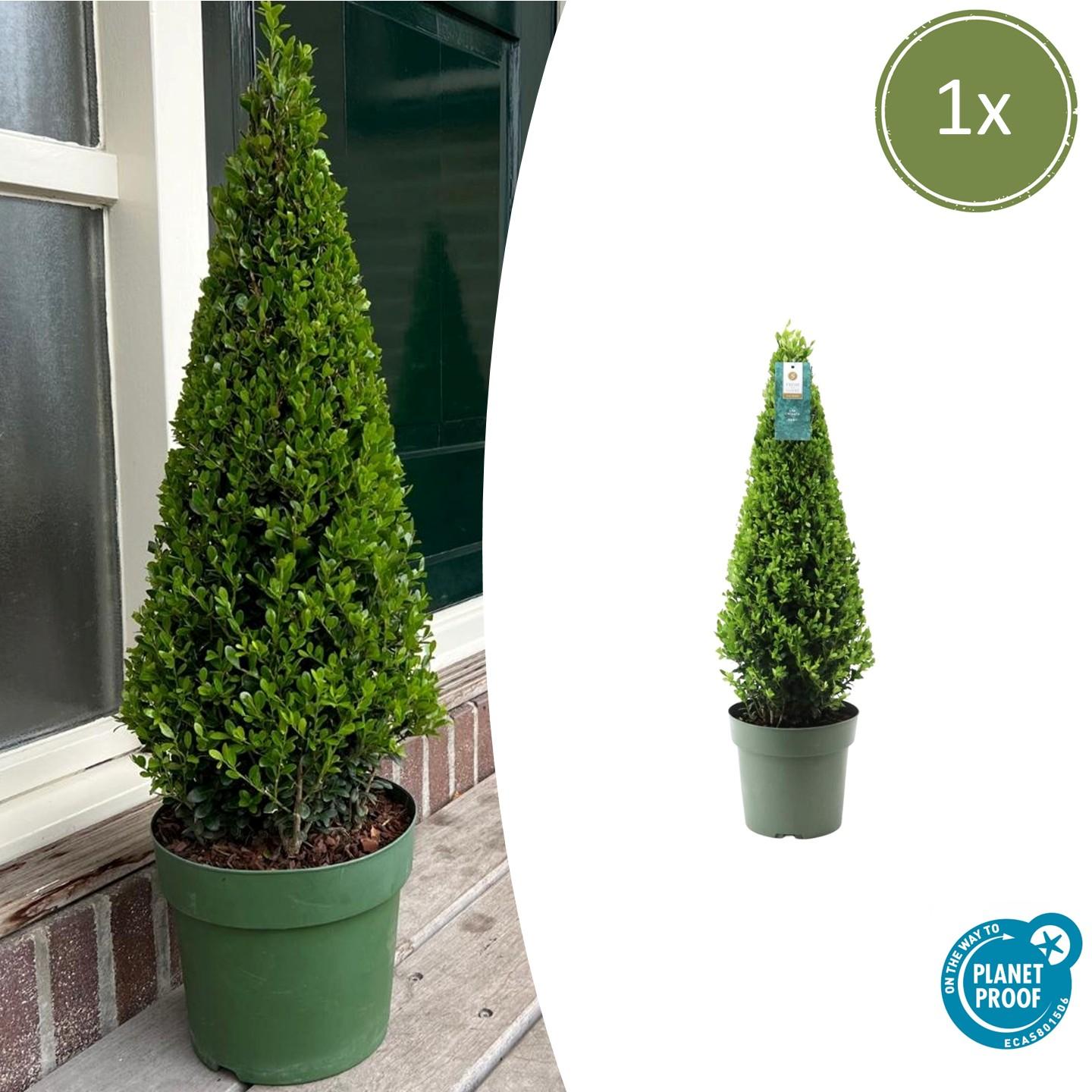 1x Ilex pyramide 55 cm høj | Ø 21 cm