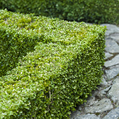 Buxus sempervirens – 8 städsegröna häckväxter – Täcker 1 meter – Höjd 20-25 cm – Kruka Ø9 cm